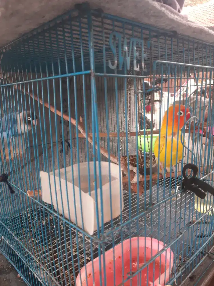 Burung sepasang lovebirt. Burung aja. Tdk sm kandang ya..