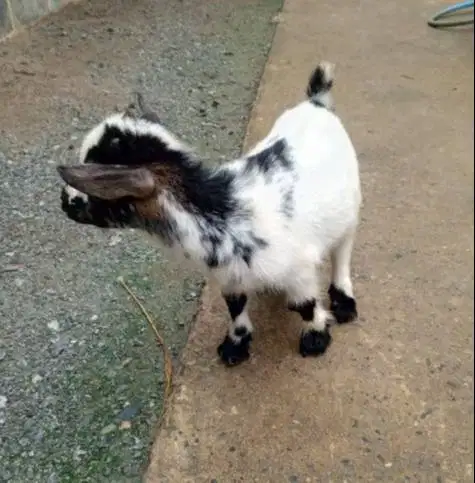 sepasang kambing pygmi mini 4 bln TB 30cm-an exotik unik asli fullblod