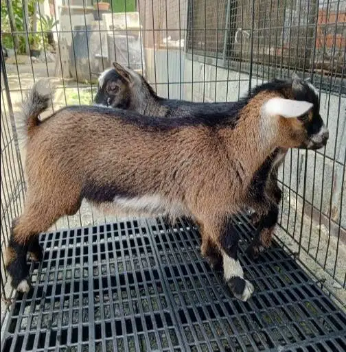 sepasang kambing pygmi mini 4 bln TB 30cm-an exotik unik asli fullblod