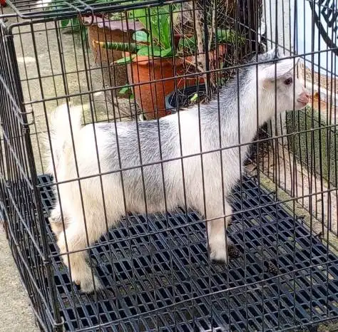 sepasang kambing mini pygmi 4 bln TB 30cm-an exotik unik asli fullblod