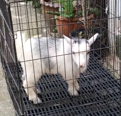 sepasang kambing mini pygmi 4 bln TB 30cm-an exotik unik asli fullblod