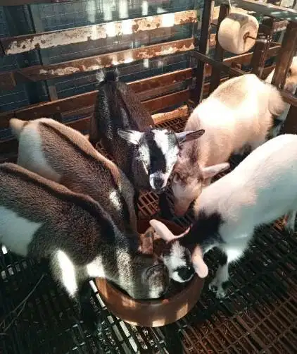 sepasang kambing mini pygmi 4 bln TB 30cm-an exotik unik asli fullblod
