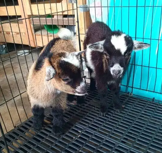 sepasang kambing mini pygmi TB 30cm-an 4 bln asli full blood exotik ok