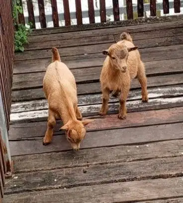 sepasang kambing mini pygmi TB 30cm-an 4 bln asli full blood exotik ok
