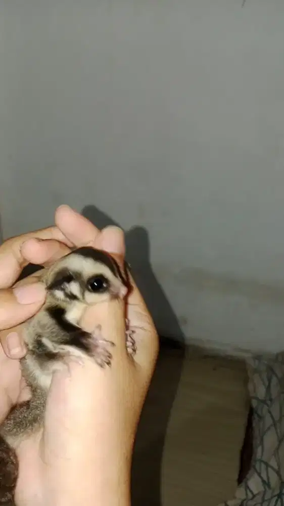 Sugar Glider Grey