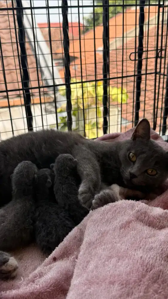 BORONG INDUKAN BSH WARNA TORTI ANAK 4