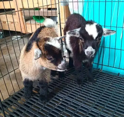 sepasang kambing mini pygmi 4 bln TB 30cm-an exotik full blood origina
