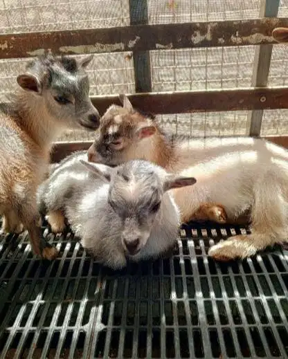 sepasang kambing mini pygmi 4 bln TB 30cm-an exotik full blood origina