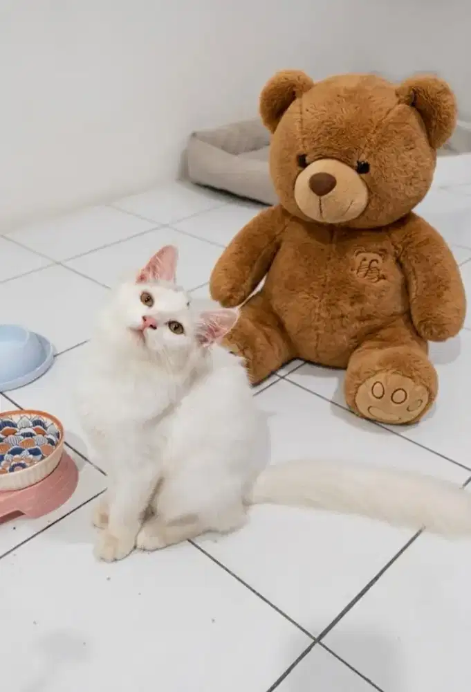 Kucing mainecoone x persmed