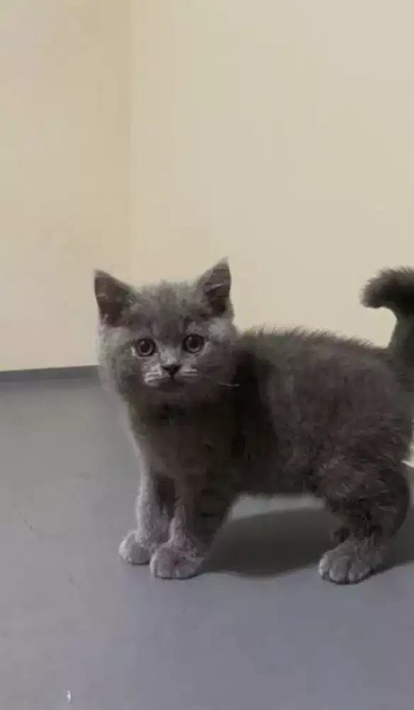 Kucing Briitish shorthair bluesolid male