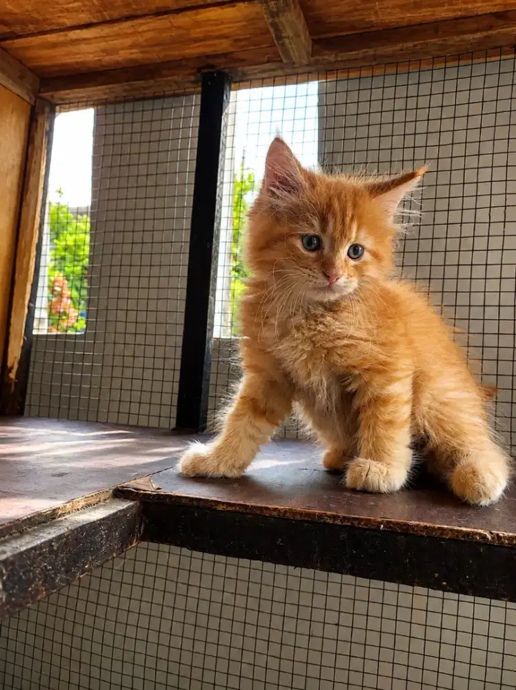 Mainecoon kitten Lepas Adopt