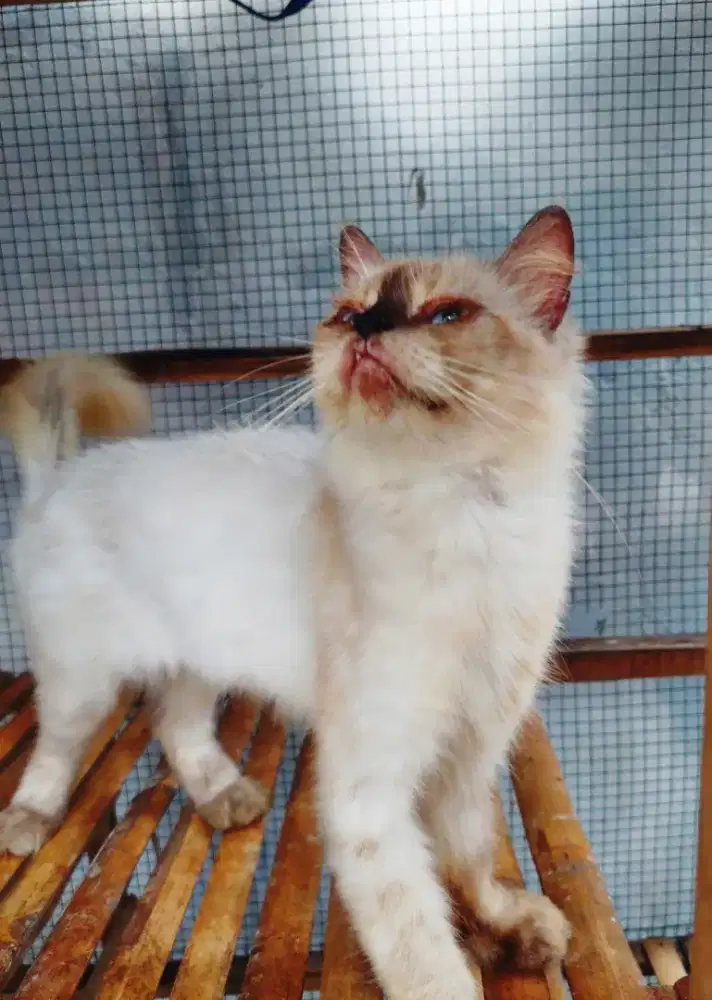 Lepas adopt Himalayan