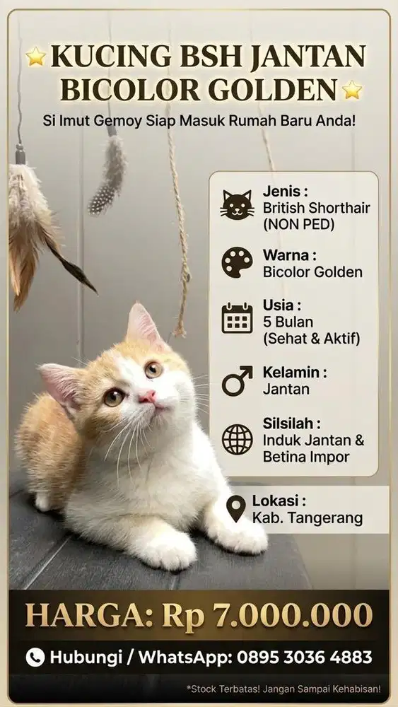 BSH GOLDEN JANTAN INDUK IMPORT