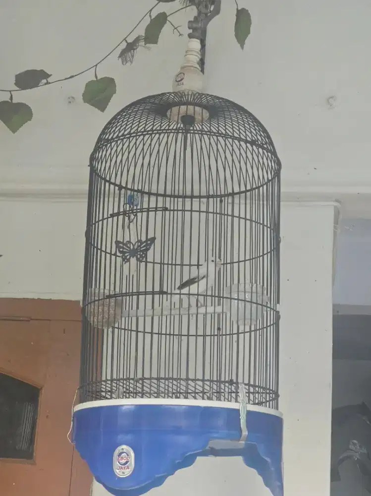 burung kenari panda fs