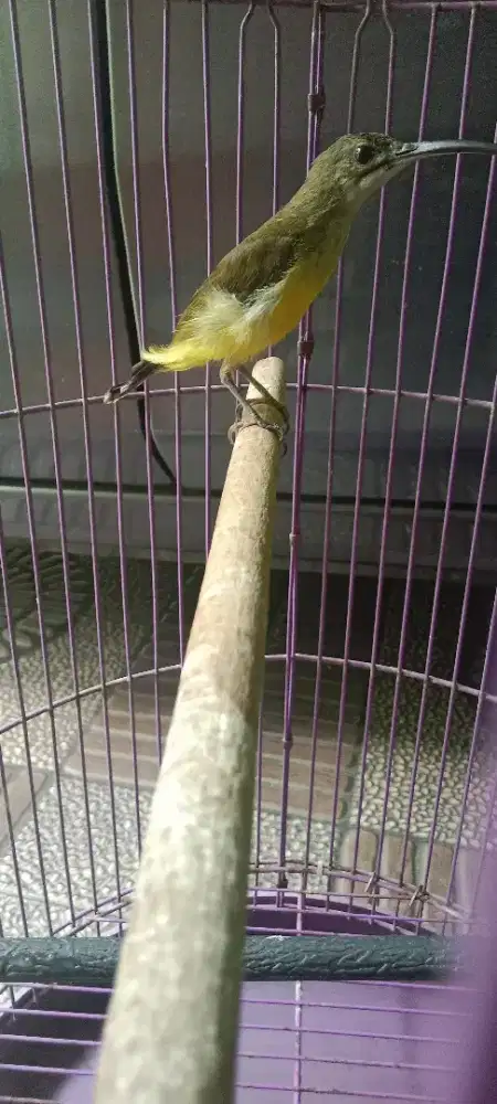 Burung pijantung pisang