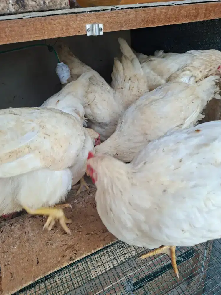 Ayam pejantan layer dewasa