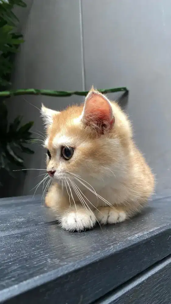 JUAL KUCING BSH