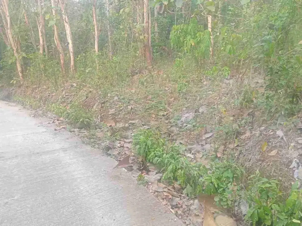 Tanah Murah 1,2 Hektar di Bagelen Purworejo