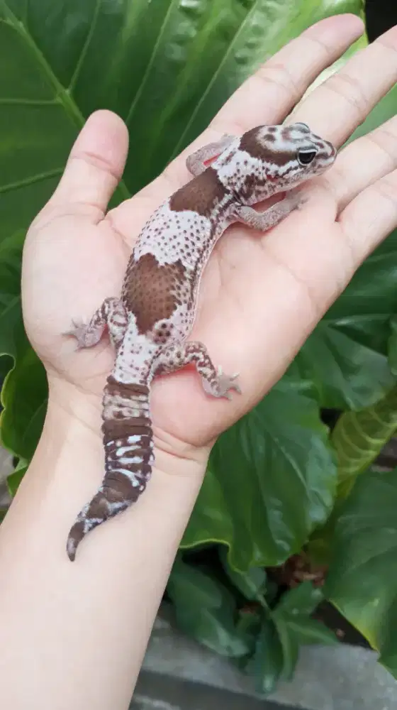 Gecko AFT Oreo Cuakeppp