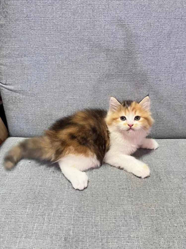 kucing kitten anakan anggora persia hilamaya ragdoll mainecoon