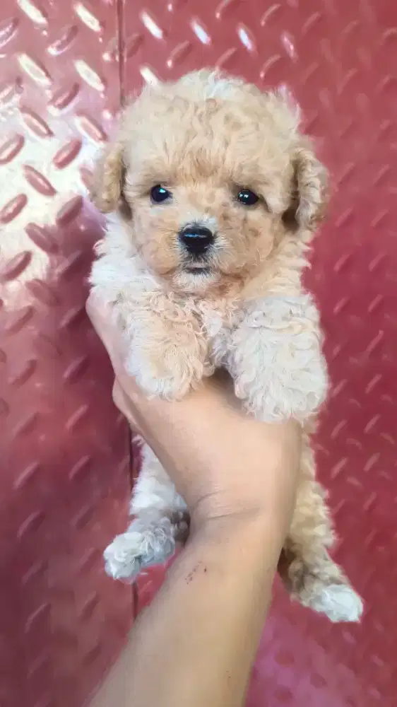 Tiny Poodle Jantan