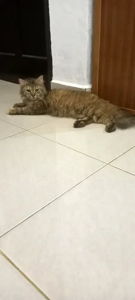 Kucing persia betina