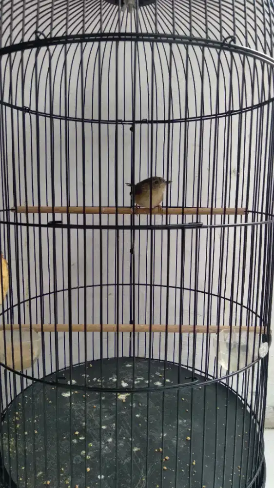 Burung Flamboyan Rawatan