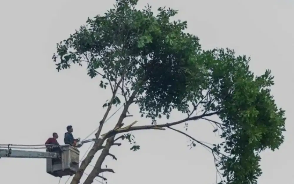 Tebang pohon pembersihan