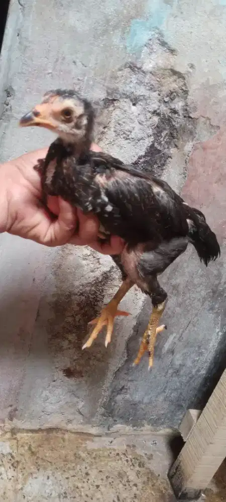 Jual ank ayam pakhoy barang super