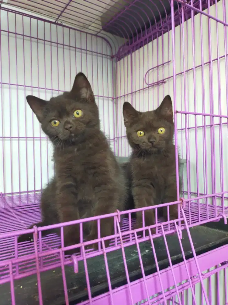 Kucing bsh British shorthair kitten black parent cinnamon
