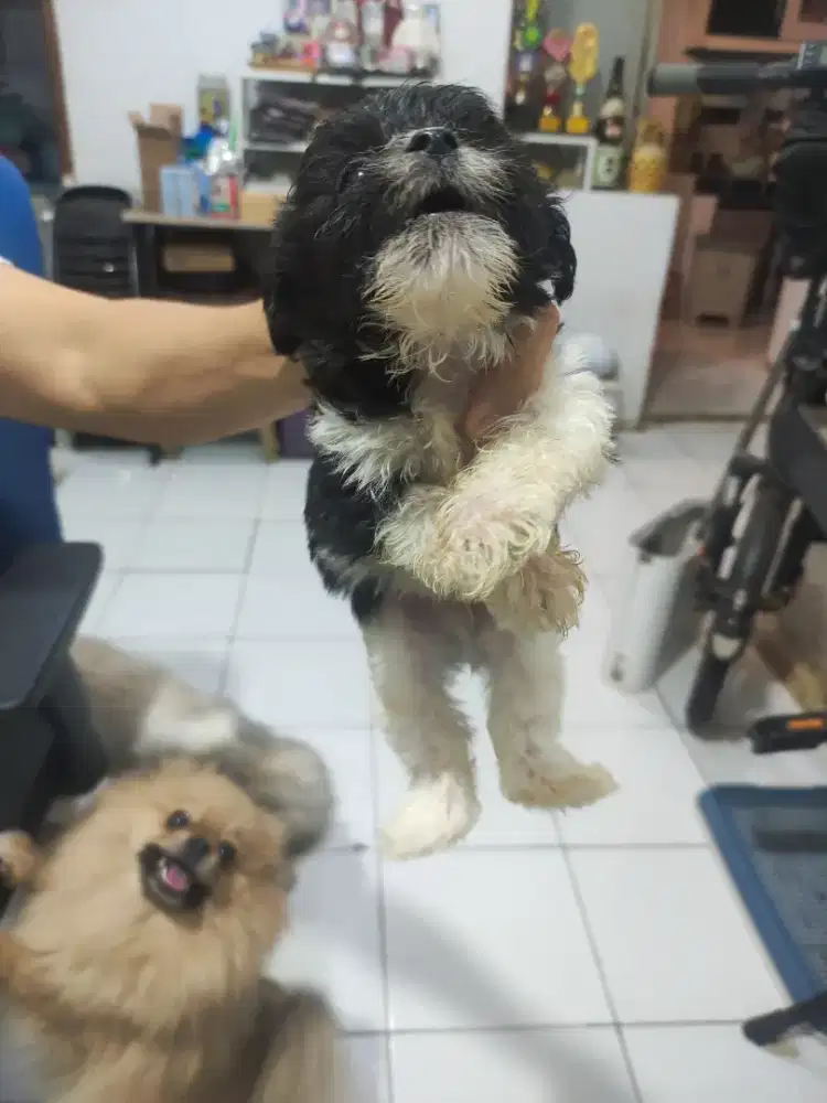 Shih po (mix shihtzu n poodle)