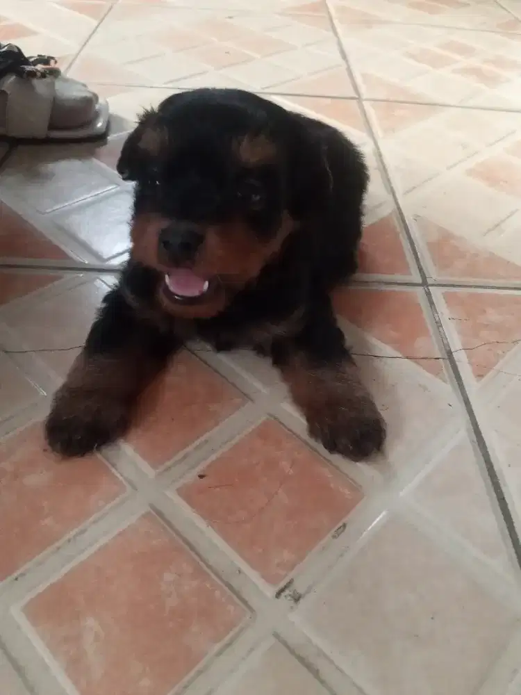 puppies (Mix pomapo)