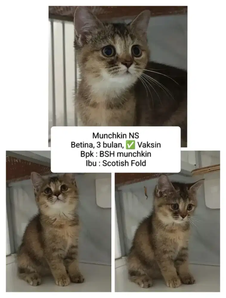 Munchkin Betina Sudah Vaksin
