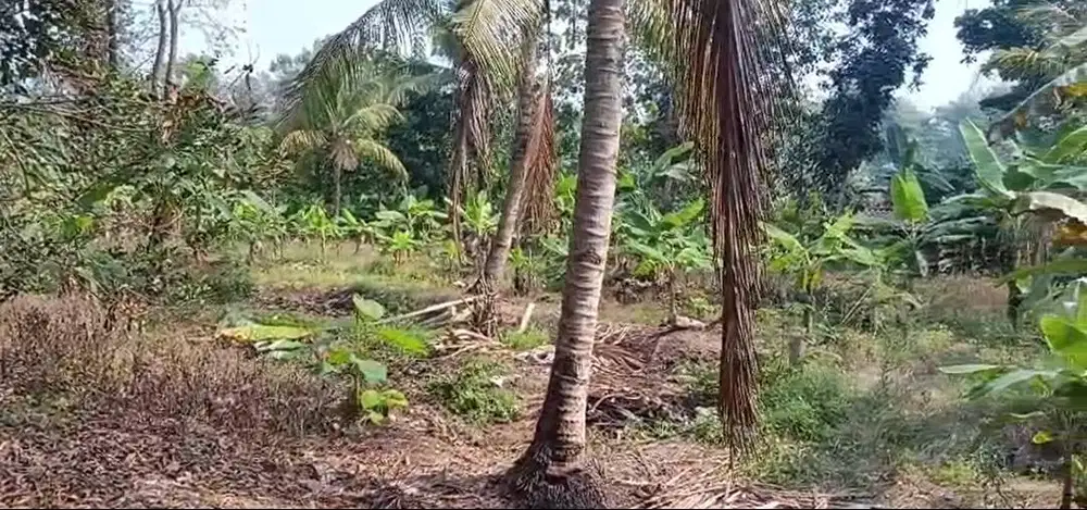 JUAL CEPAT Tanah SHM 1.500m² Cemplang Jawilan Serang - Nego