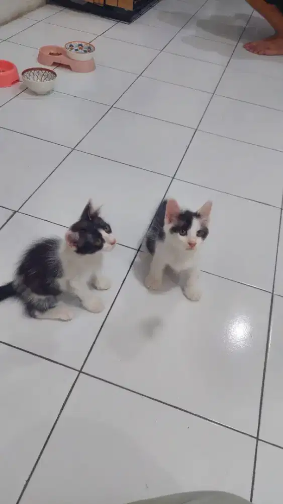 Ragdoll mix Persia