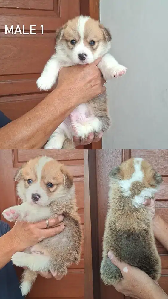 Dijual Anakan Corgi Lucu Gemes
