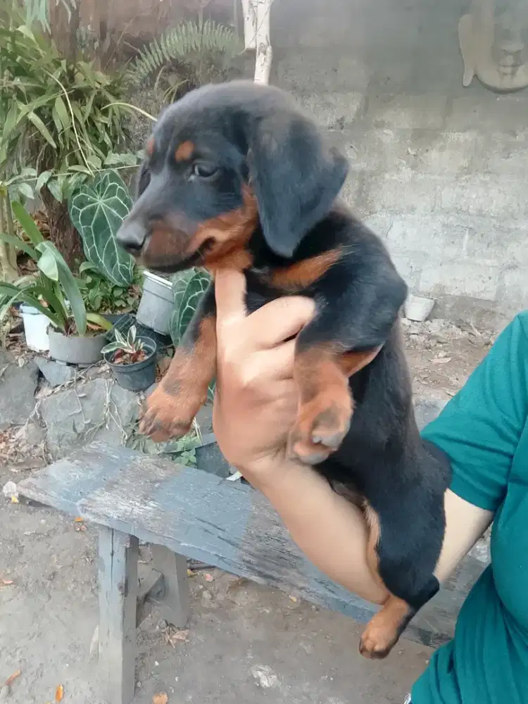 Anak anjing Tekel kecil lucu jantan