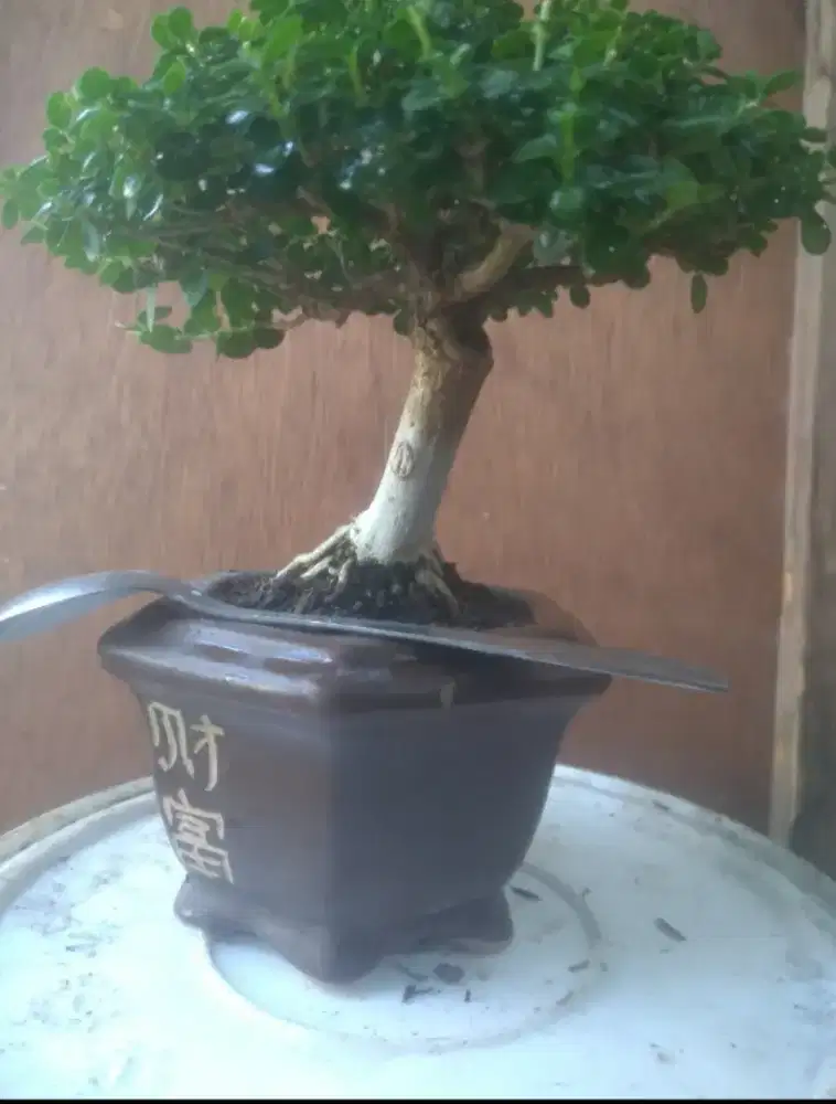 Bonsai sancang & waru pot keramik