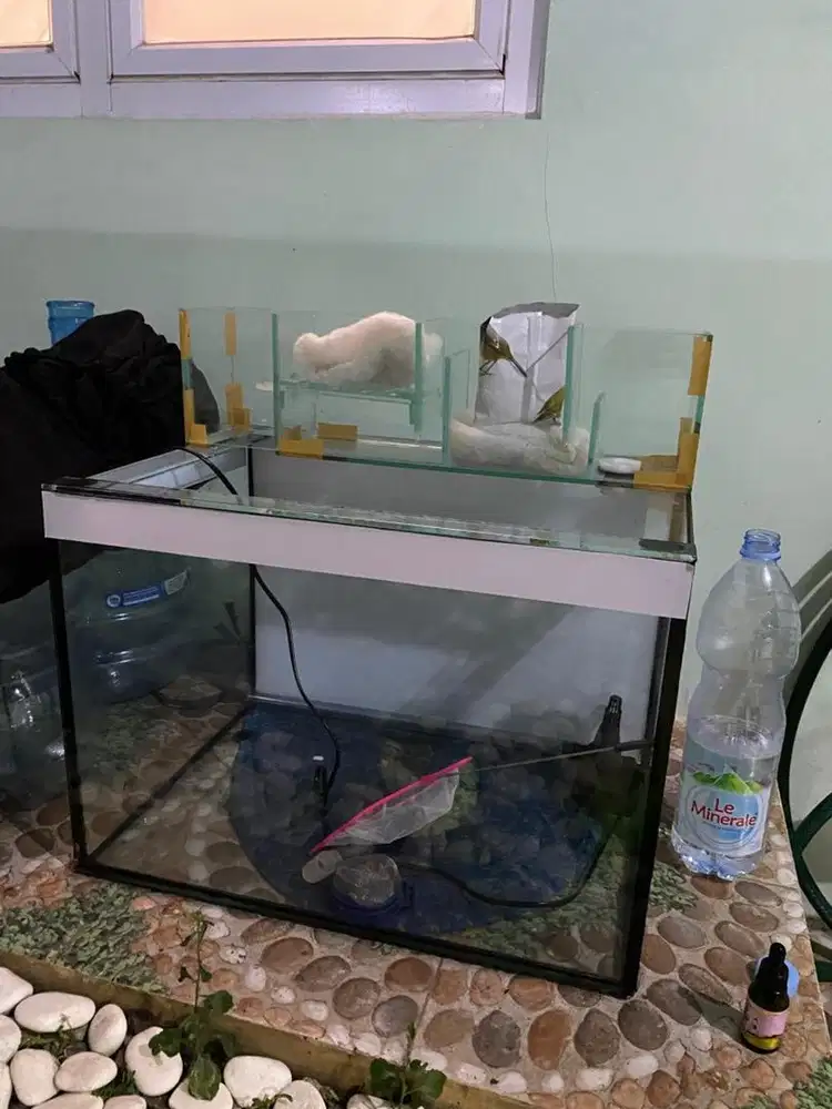 Aquarium baru pake 4 hari