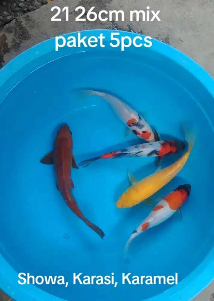 Koi paket mix 5pcs 21 26cm