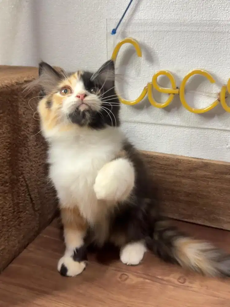Kitten Kucing Persia