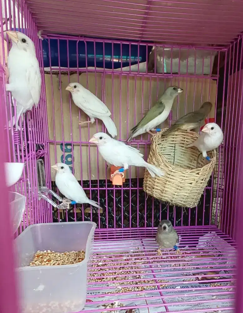 Paud emje putih 5ekr