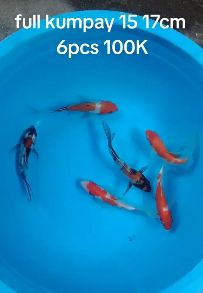 Koi kumpay paket 6ocs size 15 17cm