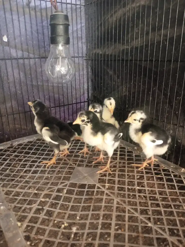 anak ayam pakhoy full brakot usia 1 minggu