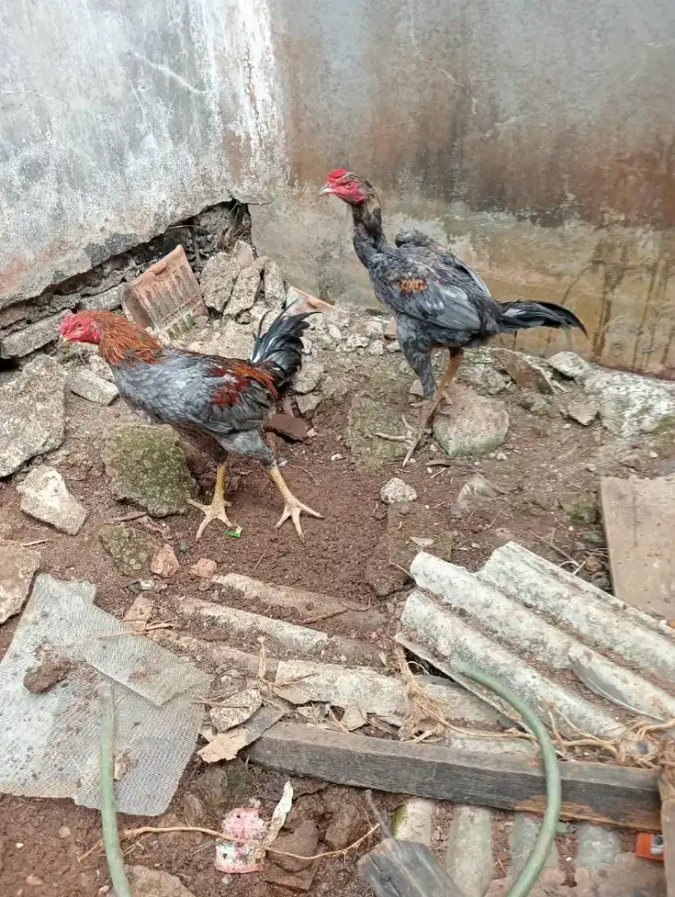 Ayam Bangkok bk