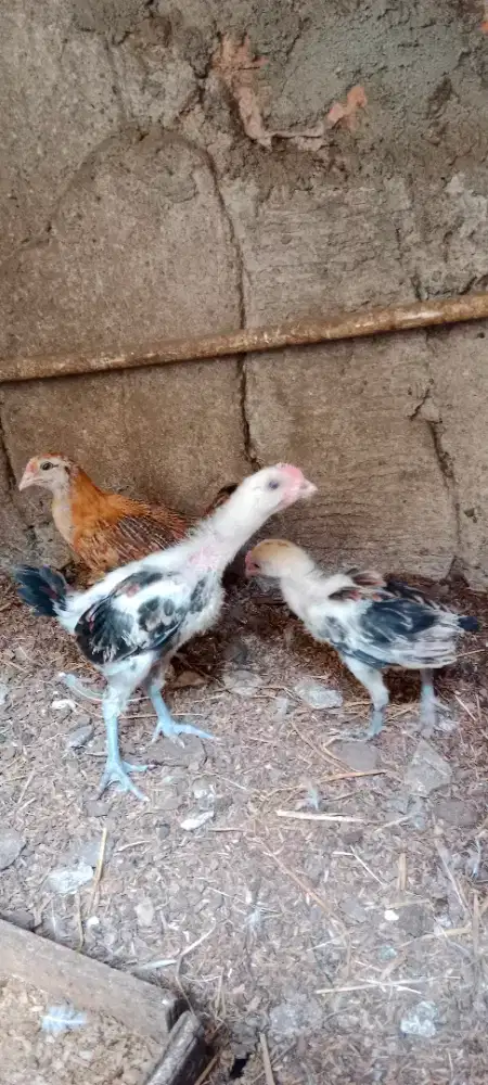 Anakan ayam pelung