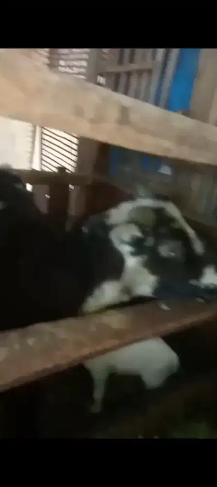 Domba indukan sama anakan jantan
