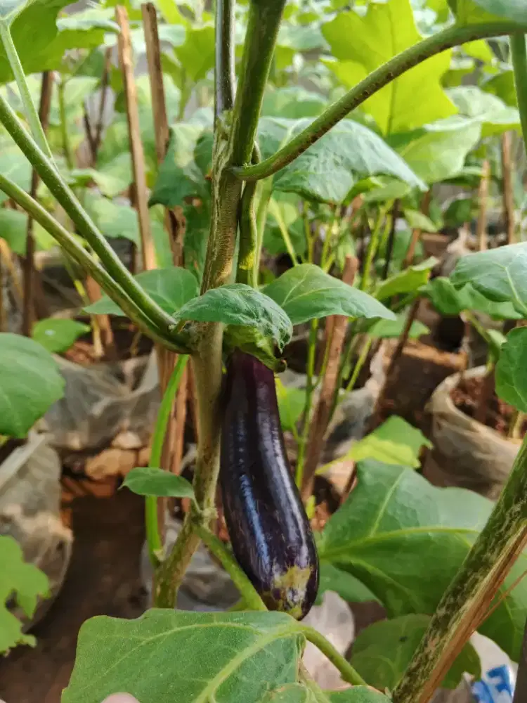 Pohon terong sudah berbuah