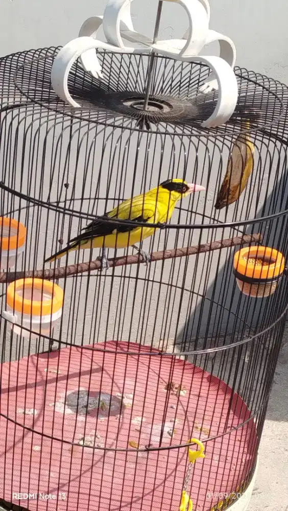 Burung kepodang lokal jawa gacor