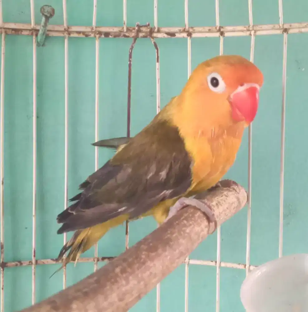 Seekor lovebird biola